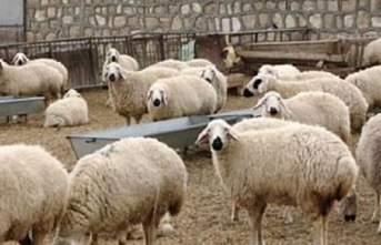 Devlet üretme çiftliklerinden kasaplık hayvan satışı