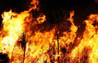 Karpaz’da yangın.. 4 dönüm biçilmemiş arpa ve 30 dönümlük maki alan yandı