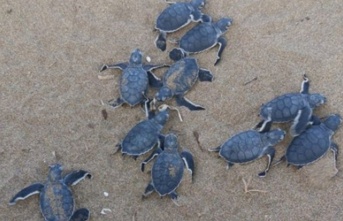 Kaplumbağaları Koruma Cemiyetinden dünya çevre günü etkinliği