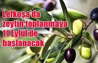Lefkoşa’da zeytin toplanmaya 11 Eylül’de başlanacak