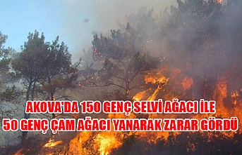 Akova'da 150 genç selvi ağacı ile 50 genç çam ağacı yanarak zarar gördü