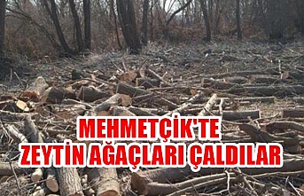 Mehmetçik'te Zeytin ağaçları çaldılar
