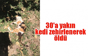 30'a yakın kedi zehirlenerek öldü