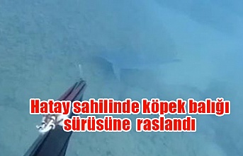 Hatay sahilinde köpek balığı sürüsüne  rastlandı