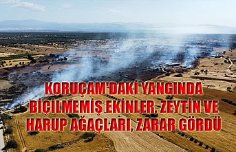 Koruçam'daki yangında biçilmemiş ekinler, zeytin ve  harup ağaçları, zarar gördü