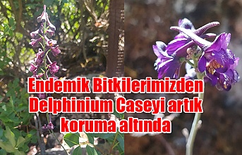 Endemik Bitkilerimizden Delphinium Caseyi artık koruma altında