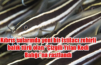 Kıbrıs sularında yeni bir istilacı zehirli balık türü olan “Çizgili Yılan Kedi Balığı”na rastlandı