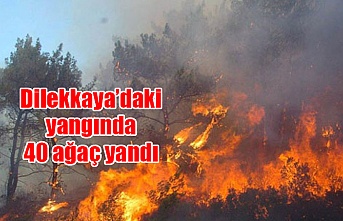 Dilekkaya’daki yangında 40 ağaç yandı