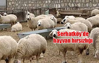 Serhatköy'de hayvan hırsızlığı