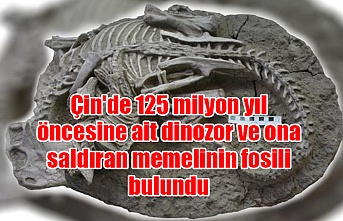 Çin'de 125 milyon yıl öncesine ait dinozor ve ona saldıran memelinin fosili bulundu