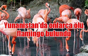 Yunanistan'da onlarca ölü flamingo bulundu