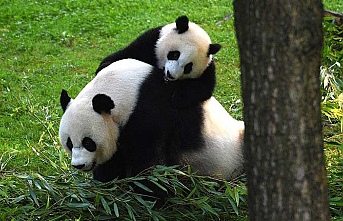 Çin Devlet Başkanı Şi, ABD'ye “dostluk elçisi” olarak panda yolluyor