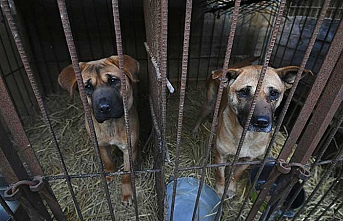 Güney Kore'de köpek etinin ticaret ve tüketimini yasaklayan tasarı Ulusal Meclisten geçti