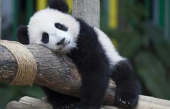 Çin'den ABD'ye 20 yılı aşkın süre sonra ilk kez panda kiralanıyor