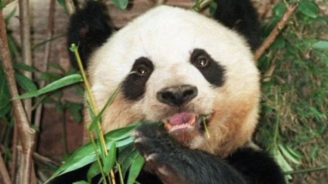 Dünyanın en yaşlı pandası Jia Jia 38 yaşında öldü