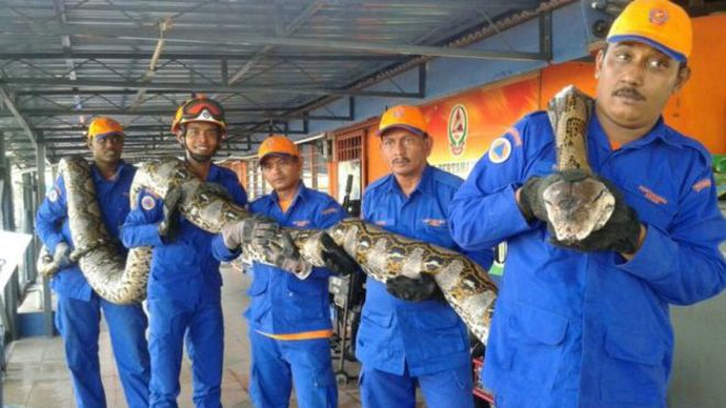 Malezya'da yakalanan 'dünyanın en uzun yılanı' öldü