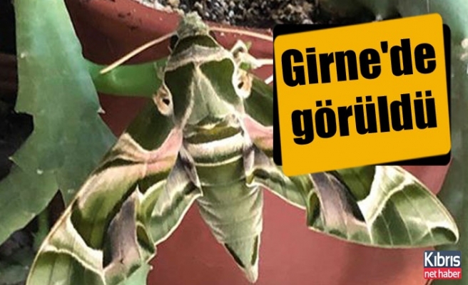 Ender rastlanan kelebek türü Girne'de görüldü