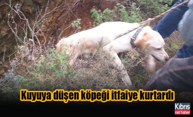 Girne'de kuyuya düşen köpeği itfaiye kurtardı