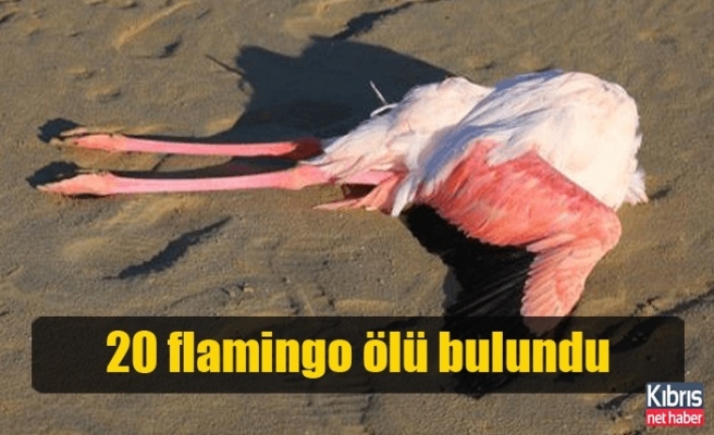 Larnaka’daki Tuz Gölü’nde 20 Flamingo Ölü Bulundu