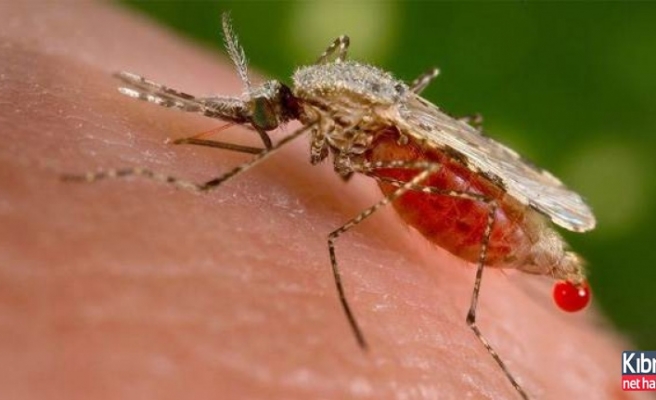 Sivrisineklerden koronavirüs bulaşır mı? İşte Açıklama!
