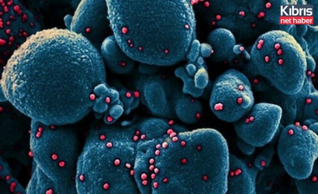 Koronavirüsün enfekte ettiği solunum yolu hücrelerinin görüntüleri tıp dergisinde yayımlandı
