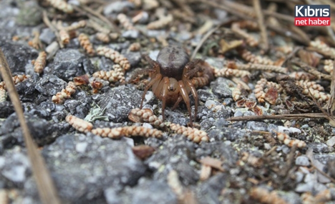 Kıbrıs’a özgü yeni bir örümcek türü keşfedildi