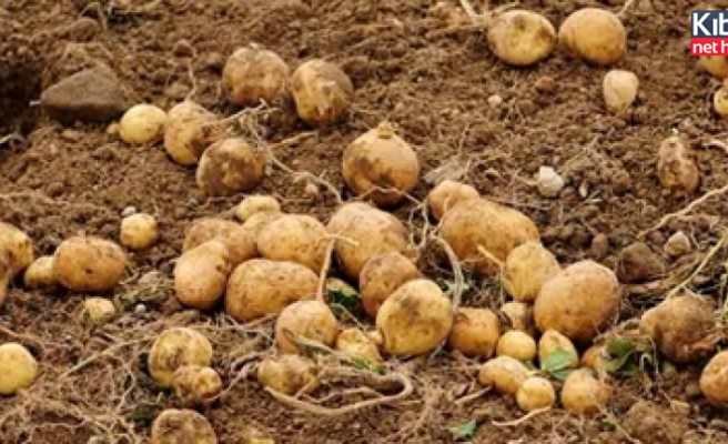 Sonbahar patates ekimi yapılan araziler yarına kadar beyan edilmeli