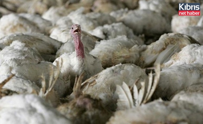 İngiltere’de kuş gribi salgını: 10 binden fazla hindi itlaf edilecek