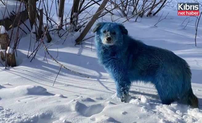 Rusya'da köpeklerin rengi maviye döndü