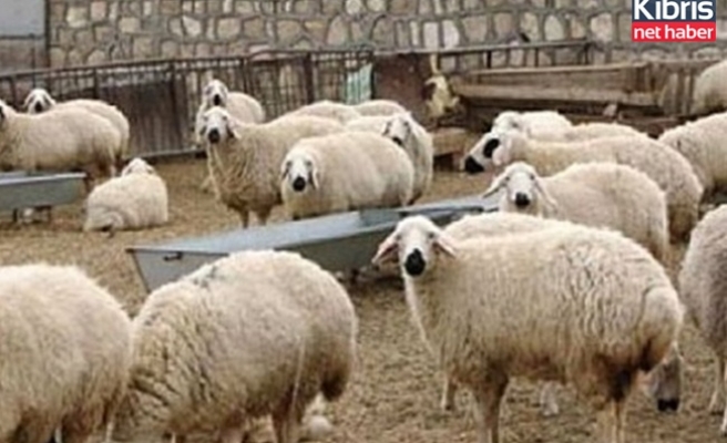 Devlet üretme çiftliklerinden kasaplık hayvan satışı