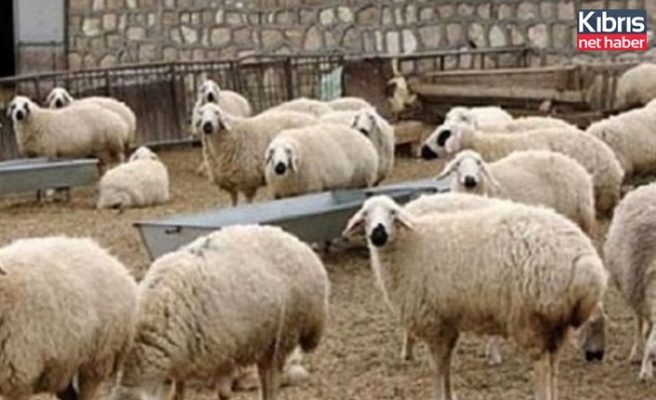 Devlet üretme çiftlikerinden kasaplık hayvan satışı