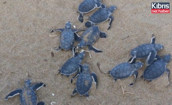 Kaplumbağaları Koruma Cemiyetinden dünya çevre günü etkinliği