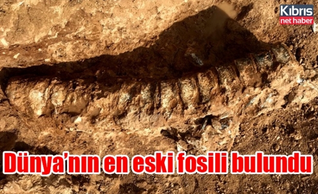 Kanada'da dünyanın en eski hayvan fosili bulundu!