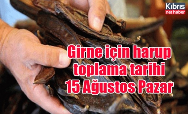 Girne için harup toplama tarihi 15 Ağustos Pazar