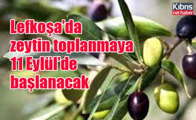 Lefkoşa’da zeytin toplanmaya 11 Eylül’de başlanacak