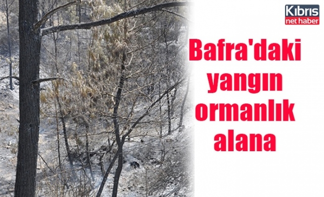 Bafra'daki yangın ormanlık alana yayıldı
