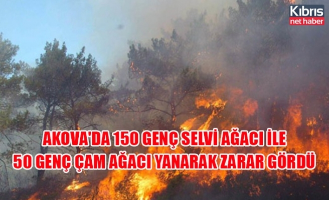 Akova'da 150 genç selvi ağacı ile 50 genç çam ağacı yanarak zarar gördü