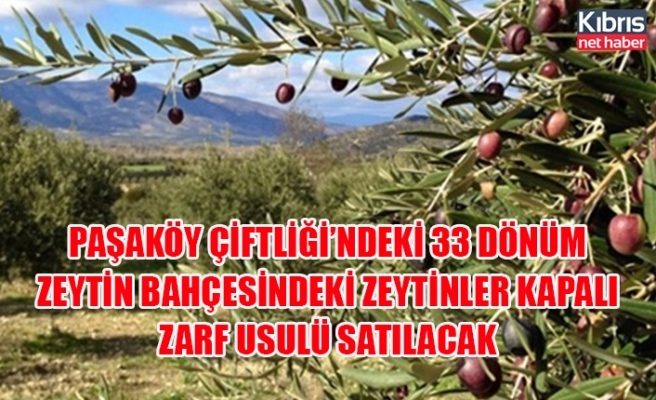 Paşaköy çiftliği’ndeki 33 dönüm zeytin bahçesindeki zeytinler kapalı zarf usulü satılacak