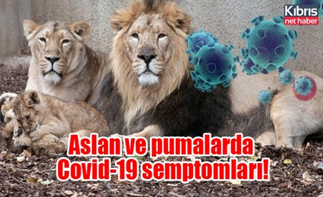 Aslan ve pumalarda Covid-19 semptomları! Bakıcılarından bulaştı
