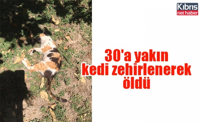 30'a yakın kedi zehirlenerek öldü