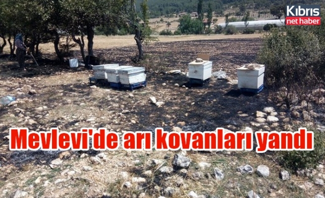 Mevlevi'de arı kovanları yandı