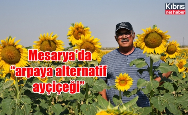 Mesarya'da “arpaya alternatif ayçiçeği”