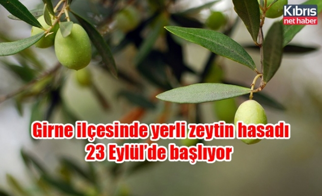 Girne ilçesinde yerli zeytin hasadı 23 Eylül’de başlıyor