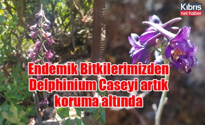 Endemik Bitkilerimizden Delphinium Caseyi artık koruma altında