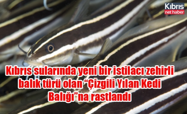 Kıbrıs sularında yeni bir istilacı zehirli balık türü olan “Çizgili Yılan Kedi Balığı”na rastlandı