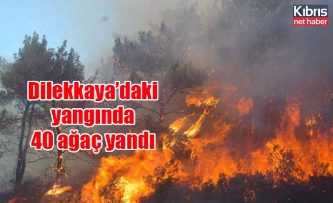 Dilekkaya’daki yangında 40 ağaç yandı