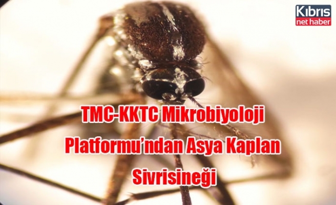 TMC-KKTC Mikrobiyoloji Platformu’ndan Asya Kaplan Sivrisineği açıklaması... “Ülkedeki vektörel hastalıkların ayrıntılı şekilde değerlendirilmesi gerekiyor”