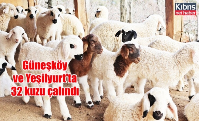 Güneşköy ve Yeşilyurt'ta 32 kuzu çalındı