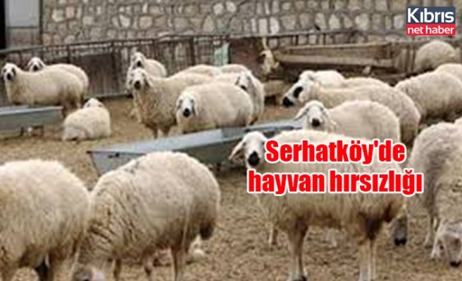 Serhatköy'de hayvan hırsızlığı