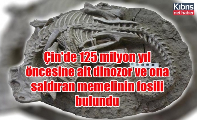 Çin'de 125 milyon yıl öncesine ait dinozor ve ona saldıran memelinin fosili bulundu